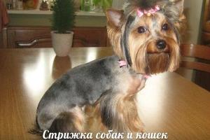 Стрижка, тримминг собак и кошек на дому Город Санкт-Петербург
